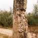 Il terzo Menhir di Sovereto si trovava in strada vicinale Cappella del Vico, in contrada Borgo Ginestra.
La sua altezza raggiungeva i 2 metri e 10 centimetri (considerando solo la parte che fuoriusciva dal terreno) e aveva una particolarit: presentava un azimut di 0 gradi (foto di Pina Catino tratta da "Il Portaledelsud.org")